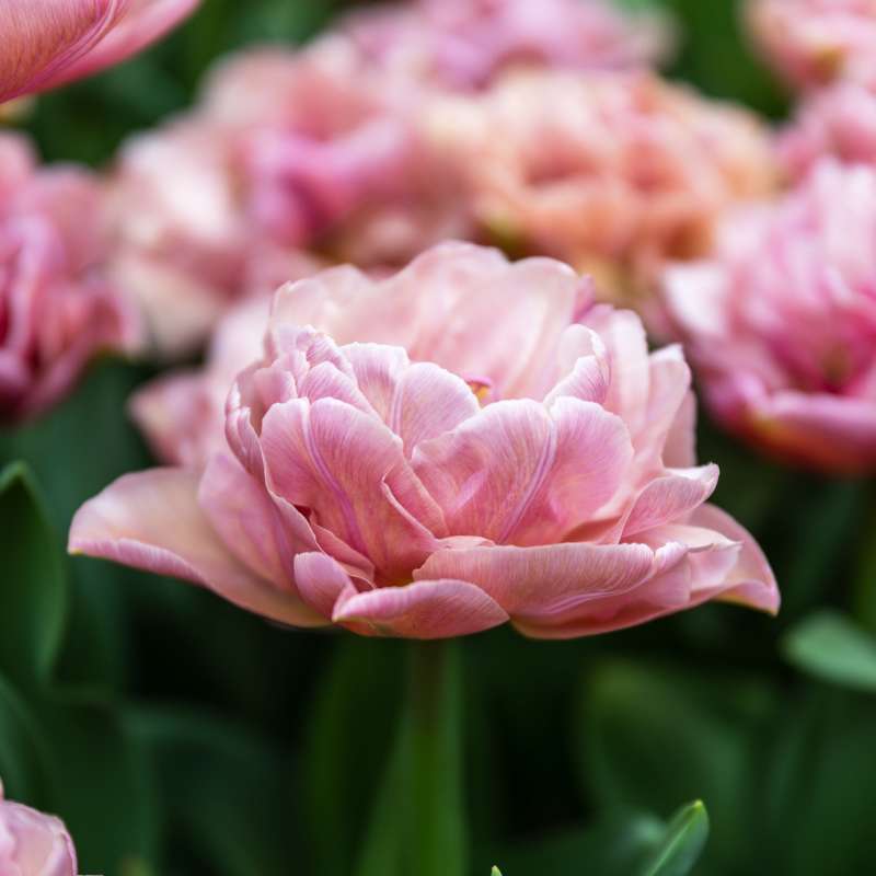 Tulipan 'Beachberry'